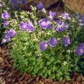 Blue Tussock Bellflower